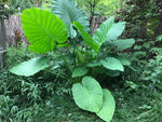 Musa sikkimensis | Darjeeling & Hookers Hardy Banana | 5_Seeds