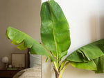 Musa sikkimensis | Darjeeling & Hookers Hardy Banana | 5_Seeds
