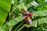Musa sikkimensis | Darjeeling & Hookers Hardy Banana | 5_Seeds