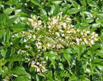 Nandina domestica | Sacred Heavenly Bamboo | 10_Seeds