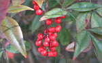 Nandina domestica | Sacred Heavenly Bamboo | 10_Seeds