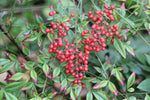 Nandina domestica | Sacred Heavenly Bamboo | 10_Seeds