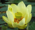 Nelumbo lutea | American Lotus | 5_Seeds