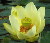 Nelumbo lutea | American Lotus | 5_Seeds