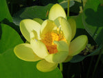 Nelumbo lutea | American Lotus | 5_Seeds