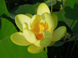 Nelumbo lutea | American Lotus | 5_Seeds