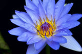 Nymphaea caerulea | Blue Egyptian Lotus | Sacred Water Lily | 10_Seeds