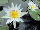 Nymphaea pubescens White | Hairy Water Lily | 100_Seeds