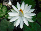 Nymphaea pubescens White | Hairy Water Lily | 100_Seeds