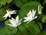 Nymphaea pubescens White | Hairy Water Lily | 100_Seeds