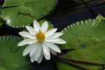 Nymphaea pubescens White | Hairy Water Lily | 100_Seeds