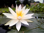 Nymphaea pubescens White | Hairy Water Lily | 100_Seeds