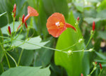 Ipomoea coccinea Orange Noah | Scarlet Star Glory | 20_Seeds