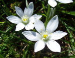 Ornithogalum umbellatum | Star of Bethlehem | Nap at Noon | Snowdrop | 20_Seeds