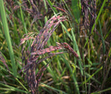 Oryza sativa Black Madras | Asian & Common Rice | 10_Seeds