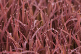Oryza sativa Black Madras | Asian & Common Rice | 10_Seeds