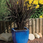 Oryza sativa Black Madras | Asian & Common Rice | 10_Seeds