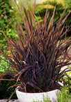 Oryza sativa Black Madras | Asian & Common Rice | 10_Seeds