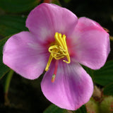 Osbeckia stellata | 200_Seeds