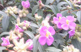 Osbeckia stellata | 200_Seeds