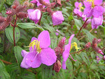 Osbeckia stellata | 200_Seeds