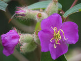 Osbeckia stellata | 200_Seeds