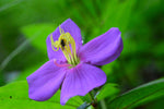 Osbeckia stellata | 200_Seeds