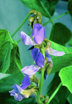 Pachyrhizus erosus | Jicama | Mexican Yam & Potato & Turnip | Yambean | 5_Seeds