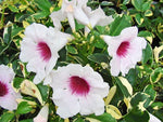 Pandorea jasminoides | Bower of Beauty Vine | 10_Seeds