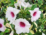 Pandorea jasminoides | Bower of Beauty Vine | 10_Seeds