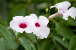 Pandorea jasminoides | Bower of Beauty Vine | 10_Seeds