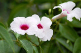 Pandorea jasminoides | Bower of Beauty Vine | 10_Seeds