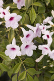 Pandorea jasminoides | Bower of Beauty Vine | 10_Seeds