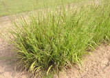 Panicum anceps | Beaked Panicgrass | 100_Seeds
