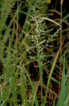 Panicum anceps | Beaked Panicgrass | 100_Seeds