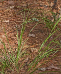 Panicum anceps | Beaked Panicgrass | 100_Seeds