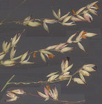 Panicum anceps | Beaked Panicgrass | 100_Seeds