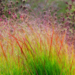 Panicum virgatum Sunburst | 100_Seeds