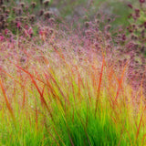 Panicum virgatum Sunburst | 100_Seeds