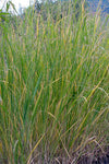 Panicum virgatum Sunburst | 100_Seeds