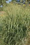 Panicum virgatum Sunburst | 100_Seeds
