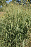 Panicum virgatum Sunburst | 100_Seeds