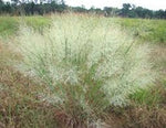 Panicum virgatum Sunburst | 100_Seeds