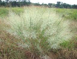Panicum virgatum Sunburst | 100_Seeds