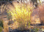 Panicum virgatum Sunburst | 100_Seeds