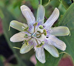 Passiflora tenuifilia | 5_Seeds