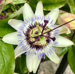 Passiflora tenuifilia | 5_Seeds