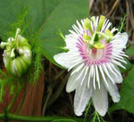 Passiflora tenuifilia | 5_Seeds
