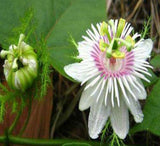 Passiflora tenuifilia | 5_Seeds