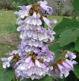 Paulownia fortunei | Dragon Tree | Fortunes Empress | Sapphire | 100_Seeds